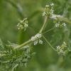 Anthriscus caucalis